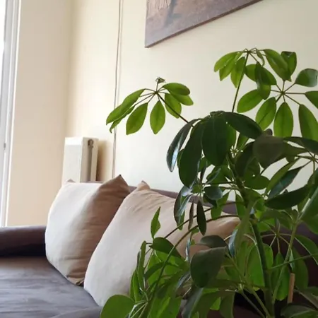 Sofias Zen 70 Sq2